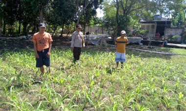Polisi-dan-Petani-Desa-Lemujut-Bersinergi-dalam-Program-Swasembada-Jagung
